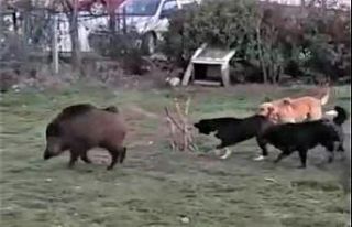 (ÖZEL) Domuzlar şehir merkezinde