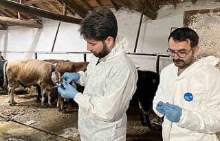 (ÖZEL) Şap hastalığına karşı ekipler sahada