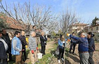 Pamukkale Belediyesinden budama ve aşılama kursu