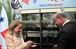 Panama’dan gelen kelebekler Konya Tropikal Kelebek...