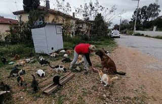 Rus gelin, tek başına 250 kediyi sahiplendi