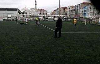 Sahaya giren davetsiz misafir ilginç görüntülere...