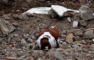Sahipsiz kalan cins güvercinler deprem enkazında...