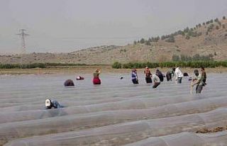 Salçalık biber fideleri toprakla buluştu