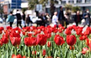 Samsun’a 675 bin çiçek dikilecek
