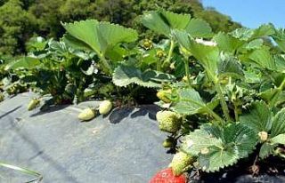 Samsun’da çilek yetiştiriciliği gelişiyor
