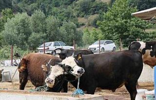 Samsun’da hayvan pazarları tedbiren kapatıldı,...
