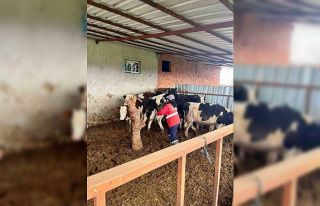 Şap hastalığına karşı alınan önlemler devam...