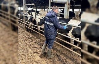 Şap hastalığına karşı aşılama atağı sürüyor