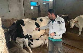 Şap hastalığına karşı aşılama devam ediyor