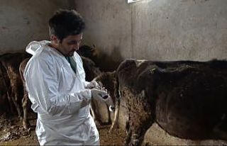 Şap hastalığına karşı Muş’ta aşılama devam...