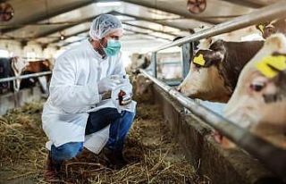 Şap virüsünü inaktif etmek mümkün:En az 70 santigrat...