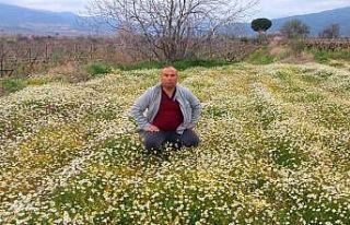 Sarıgöl’e bahar geldi, her yer çiçek açtı