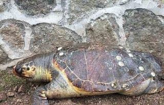 Sayısı gittikçe azalıyor: 100 kiloluk deniz kaplumbağası...