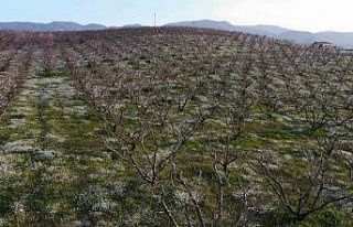Şeftali bahçelerindeki rengarenk görüntüler görsel...