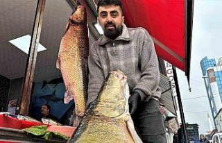 Sezonun son dev turnaları yakalandı, vatandaşlar...