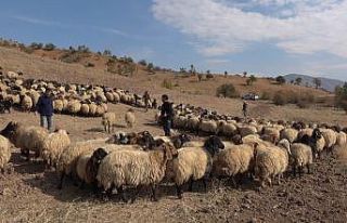Siirtli çiftçilere 179 milyon 515 bin TL destek...