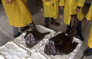 Silivri açıklarında 2 dev Fener Balığı yakalandı