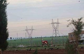 Silopi’de kargalar tarlaları istila etti