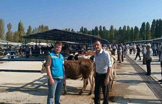 Simav’da bahar dönemi şap aşılama çalışmaları...