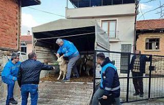 Simavlı çiftçiler, deprem bölgesine 73 küçükbaş...