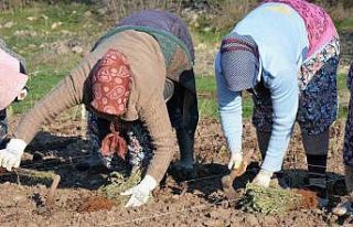 Sındırgı’da kök boya bitkileri toprakla buluşuyor