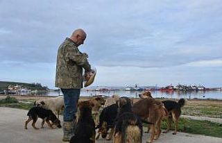 Sinop Demirci Köyü Limanı’nda başıboş köpek...