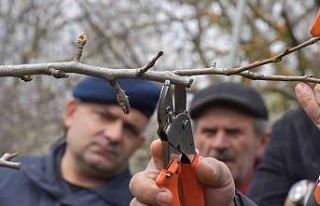 Sinop’ta çiftçilere uygulamalı budama eğitimi