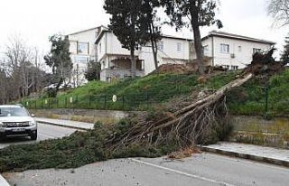 Sinop’ta fırtına ağaç yıktı