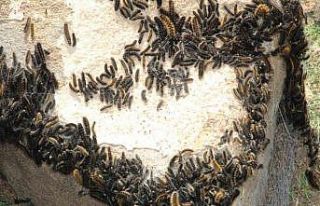 Şırnak’ta tırtıl istilası, köylüler tedirgin