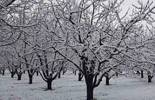 Sivaslı’da yağan kar meyve ağaçlarını olumsuz...