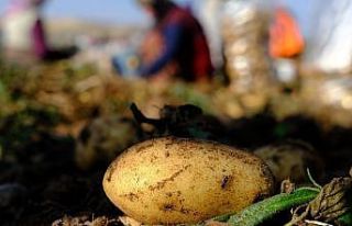 Sivas’ta o bitkilerin ekim yasağı devam ediyor