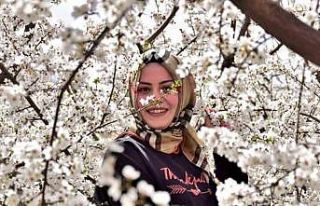 Sofralık kayısının üretim merkezi Mersin’de...