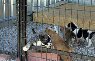 Sokak canlılarının bakımı ’Scak Yuvam’da...