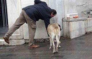 Sokak köpekleri İstiklal Caddesi’ndeki bir lokantanın...