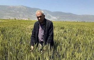 Söke’de Buğday ekim alanı geçen yıla göre...