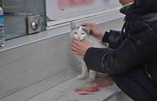 Süratli sürücünün çarptığı kediye öğrenciler...