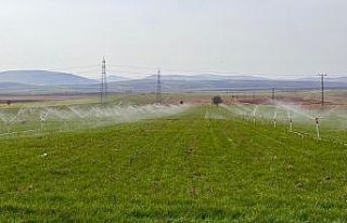Tarım uzmanı uyardı: "Fazla sulama insan ve...