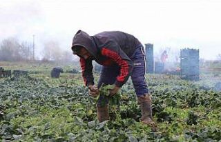 Tarlada 5, markette 10 lira