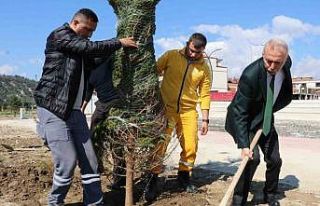 Taşova Millet Bahçesi’ne 3 bin 500 fidan