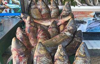 Tatlı sularda balık avı yasağı başladı