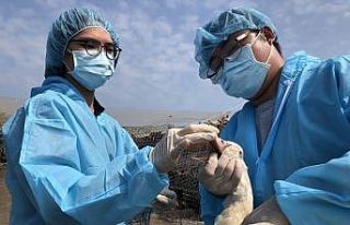 Tayvan’da kuş gribi alarmı: 36 bin 766 tavuk itlaf...