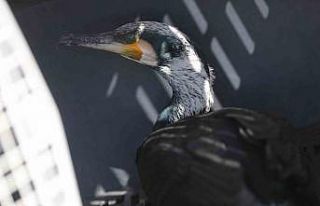 Tedavi edilen Karabatak Boğaçayı’na salındı