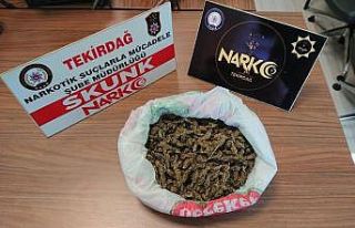 Tekirdağ’da yarım kilo skunk ele geçirildi