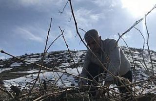 Tescilli Cimin üzümü mesaisi sürüyor