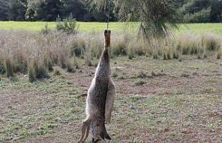 Tilkiyi vurup ağaca astılar