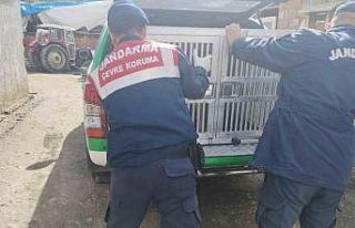 Tokat’ta yaralı yavru köpek tedavi altına alındı