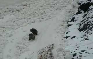 Tunceli’de boz ayıların kar keyfi