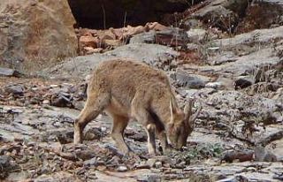 Tunceli’de vatandaşlar yol kenarına inen dağ...