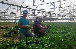 Uzman ellere 250 bin TL hibe desteği